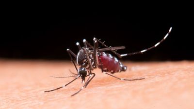 Mengenal Nyamuk Wolbachia, Senjata Biologis Alami Lawan DBD