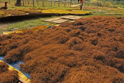 Wacana Tembakau Masuk Kategori Adiktif, Pemerintah Disarankan Ubah Sistem Insentif Petani