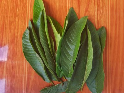 Daun Jambu Biji: Pengobatan Alami yang Efektif Mengatasi Diare