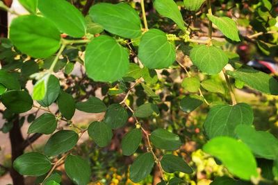 Daun Bidara: Menggabungkan Tradisi Spiritual dengan Ilmu Kesehatan yang Teruji