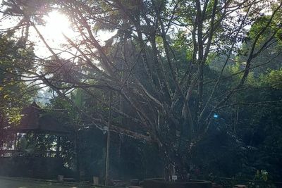Melihat Pohon Bodhi Hasil Setek dari Pohon Siddharta Gautama di Center Meditasi Bali Usada