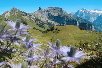 Keajaiban Schynige Platte: Mengungkap Pesona Alam dan Flora Swiss di Puncak Alpen Bernese