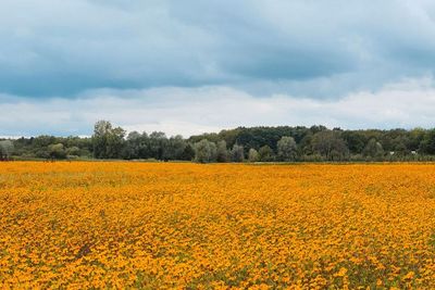 Menengok Keindahan Kebun Bunga Marigold di Perkebunan Musiman Wetteren, Belgia