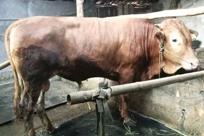 Pedagang Sapi di Lamongan Kebanjiran Pesanan Jelang Hari Raya Idul Adha