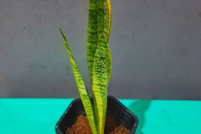 Lidah Mertua (Sansevieria): Pemurni Udara Terbaik yang Direkomendasikan oleh NASA