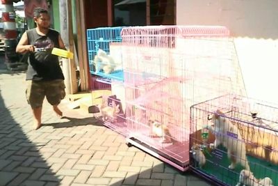 Berawal dari Hobi, Pria Ini Kini Miliki Bisnis Ternak Kucing Ras Bernilai Tinggi
