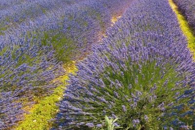 Manfaat Lavender: Bunga Ajaib yang Menyembuhkan Stres dan Menenangkan Pikiran