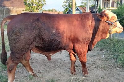 Sapi Kurban Berukuran Jumbo di Boyolali Dijual Seharga Rp85 Juta
