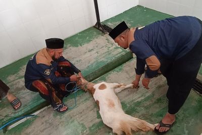 Jelang Iduladha, Kaji Brewok Farm Malang Gelar Pelatihan Penyembelihan Hewan Kurban