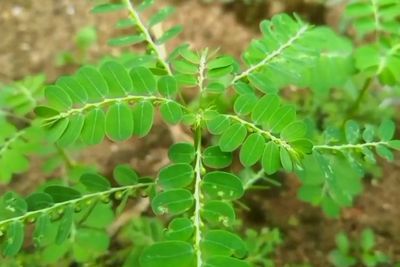 Manfaat Kesehatan Daun Meniran (Phyllanthus): Solusi Alami untuk Pengobatan dan Pencegahan
