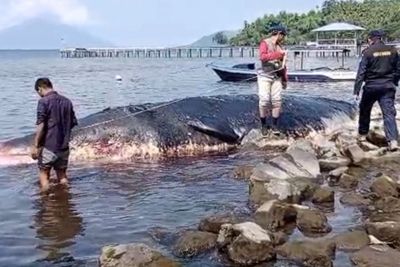 Paus Sperma 10 Meter Ditemukan Mati Terdampar di Pesisir Pantai Maluku Utara