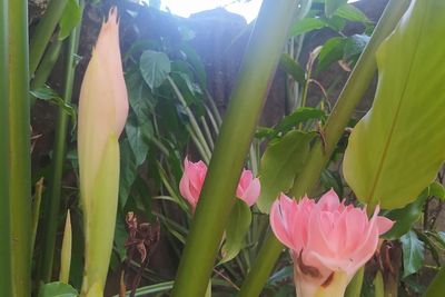 Manfaat Kecombrang: Tanaman Hutan dengan Aroma Khas, Pencegah Kanker