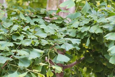Ginkgo Biloba: Mengungkap Rahasia Suplemen Herbal yang Digunakan Pengobatan Cina Kuno