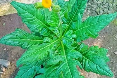 Alasan Daun Sambung Nyawa Disebut Daun Dewa dalam Pengobatan Tradisional