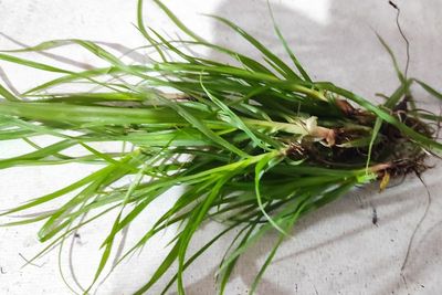 Manfaat dan Cara Mengolah Rumput Suket Teki, Sering Dijumpai tapi Banyak Tak Tau