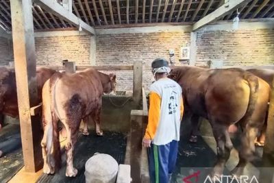 Jelang Idul Adha, Presiden Jokowi Beli Sapi Limosin Seberat 620 Kg