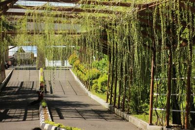 Uniknya Kebun Raya Jompie Parepare, dari Tumbuhan Langka hingga Kayu Termahal Ada di Sini