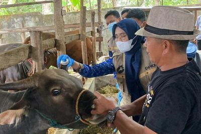 Ngeri! Jelang Idul Adha, 59 Ekor Sapi Meninggal Terjangkit Virus Jembrana