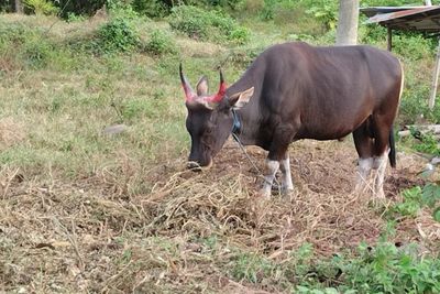 Jelang Lebaran Iduladha, Harga Sapi di Parepare Alami Kenaikan