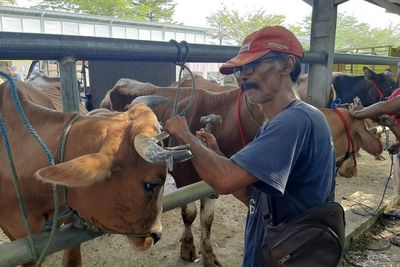 Unik, Ada Salon Sapi di Tulungagung Jelang Kurban, Menipedi Tanduk hingga Kuku Kaki