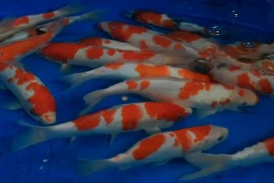 Ketika Budidaya Ikan Koi Menjadi Bisnis Menjanjikan dan Bernilai Ratusan Juta