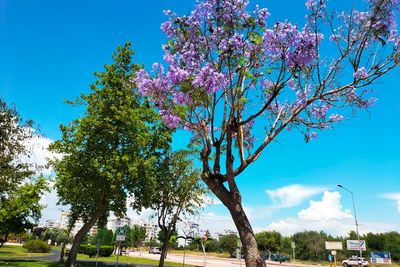 Mitos Jacaranda, Pohon Berbunga Cantik Jadi Tempat Mendaratnya Dewi Bulan