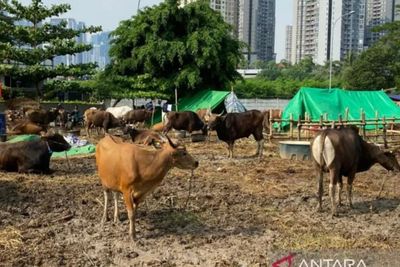 Nambah Dibanding 2022, Presiden Jokowi Berikan 38 Sapi untuk Idul Adha Tahun Ini