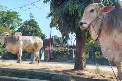 Sapi Kurban Jumbo Hampir 1 Ton Dijual Rp65 Juta, Peternak Berharap Dibeli Raffi Ahmad