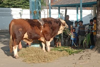 Presiden Jokowi dan Keluarga Soeharto Kurban Sapi di Masjid Agung Solo, Dibagikan ke Panti