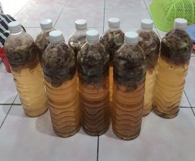 Kreatif! Mahasiswa KKN UNY Ciptakan Insektisida Alami dari Daun Bawang, Kok Bisa?