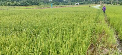 Bawa Misi Ketahanan Pangan, KKN UGM Siap Panen Padi Gamagora di Pulau Enggano
