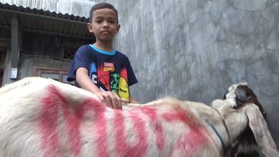 Nabung Uang Saku Sekolah, Bocah Kelas 4 SD Beli Kambing untuk Kurban Senilai Rp3,5 Juta