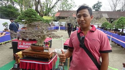 Wow! Ada Bonsai Ditawar Setengah Miliar Milik Warga Grobogan Enggan Dijual, Ini Alasannya
