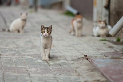 Pemprov DKI Jakarta Sterilkan Ribuan Kucing untuk Tekan Populasi Kucing Liar