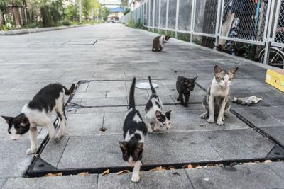Kucing Liar Dianggap Hewan yang Paling Banyak Membunuh Spesies Lain di Australia, Siap Dibasmi dengan Racun