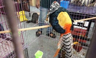 Gokil! Ini Ayam Tibet, Seharga Motor Punya Warna Nyentrik yang Jadi Primadona