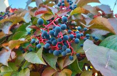 Ini Fakta dan Manfaat Elderberry, Buah Mistis yang Eksis Sejak Zaman Es