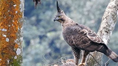 Wow! Profauna Temukan Sekelompok Burung Garuda Langka di Hutan Kota Batu