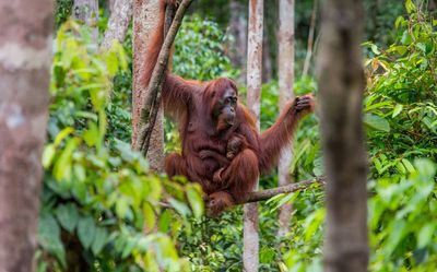 Kisah Pony, Orangutan yang DIrehabilitasi karena Jadi Korban Prostitusi