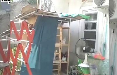 Cuaca Lagi Panas-panasnya, Kucing Ini Malah Adem Banget Bikin Iri Kurir Paket
