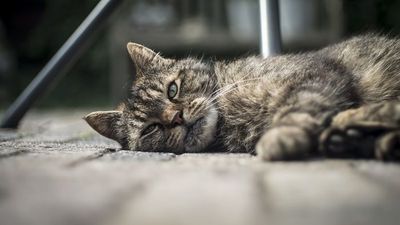 Kucing-kucing Terkaya di Dunia yang Penghasilannya Bikin Minder