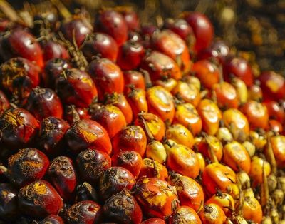 Peran Sektor Pertanian Kelapa Sawit Merajai Perekonomian Indonesia