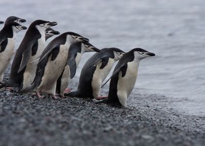 Unik! Penguin Chinstrap Bisa Tidur 10.000 Kali dalam Sehari, tapi Cuma 4 Detik