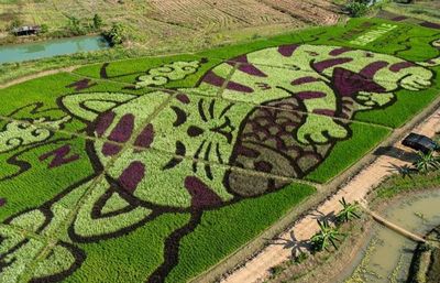 Kreatif! Petani Berjiwa Seni di Thailand Ubah Sawahnya Jadi Gambar Kucing Raksasa