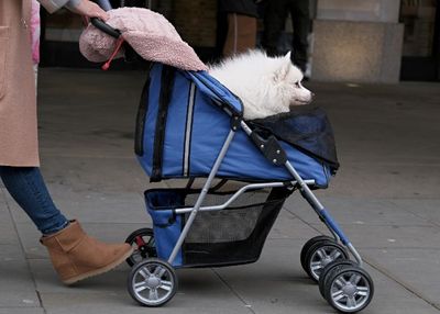 Bikin Tepuk Jidat, Penjualan Stroller Hewan Peliharaan Lampaui Stroller Bayi di Korea Selatan