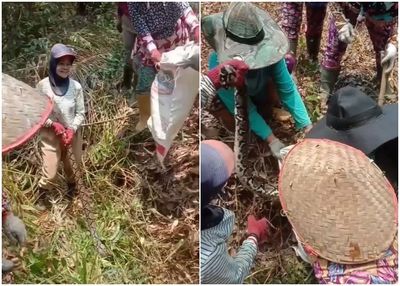 Viral Aksi Heroik Geng Emak-emak Tangkap Ular Piton di Kebun Sawit, Antusias Banget sampai Bagi Tugas