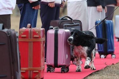 Kisah Rod, Anjing Pelacak Narkoba yang Pensiun Jadi Pegawai Bea Cukai Korea Selatan