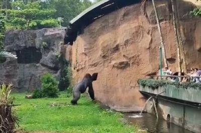 Gorila di Ragunan Ngamuk karena Diganggu Pengunjung