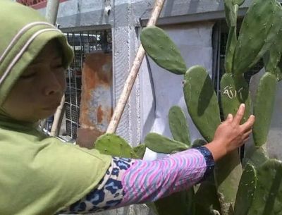 Bikin Heboh pada 2013, Baru Terungkap Lafaz Allah di Bunga Kaktus Bukan Mukzizat tapi Coretan Bocah
