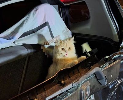Viral Kucing Selamat dari Kecelakaan saat Berada di Bagasi Mobil, Ekspresinya Bikin Gemas!